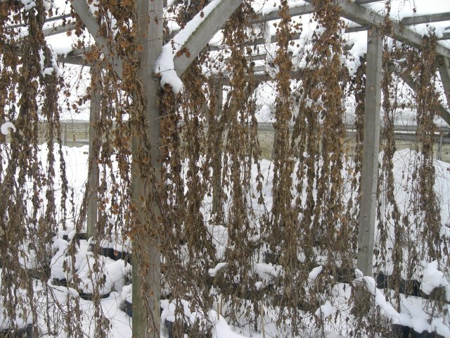 Hopfen im Winter