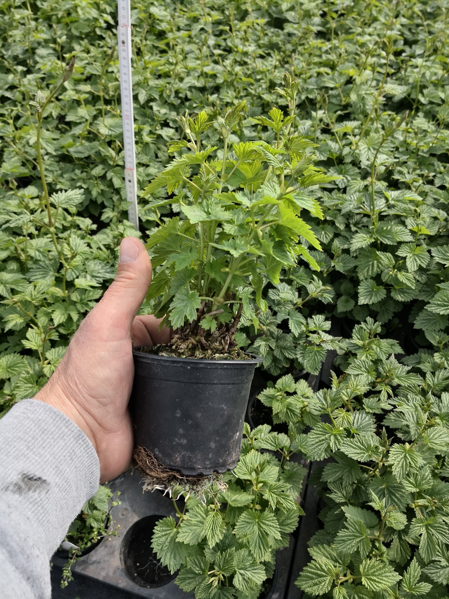 Hopfenjungpflanzen während der Vegetationszeit