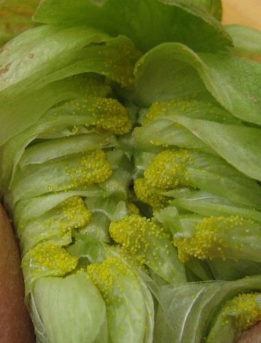 Lupulin Lupulin