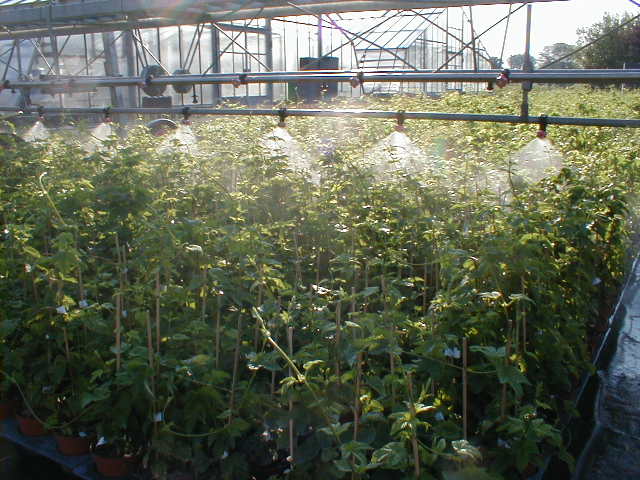 Hopfen Onlineshop Fur Hopfenjungpflanzen Hopfen Shop 1a Garten
