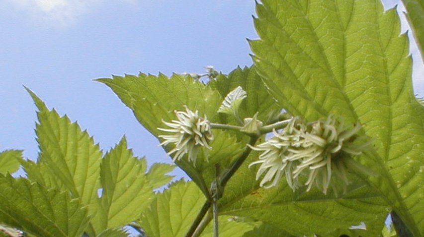 männliche Blüten