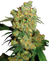Preview: Big Bud