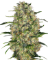 Preview: Black Domina