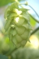 Preview: Dolde Chinook