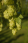 Preview: umbels of Sterling