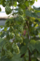 Preview: umbel Teamaker