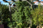 Preview: Wuchs Alberich