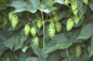 Preview: umbels Magnum