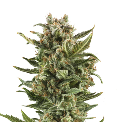 White Widow