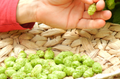 hops harvest - commercial