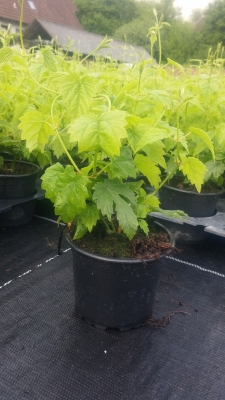 hop youngplant in May