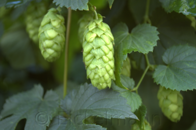 Dolde von Northern Brewer
