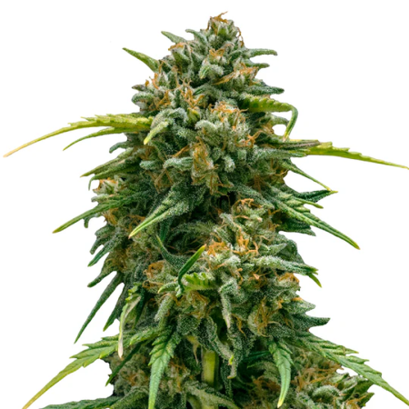 Super Skunk
