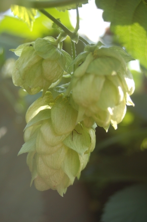 Dolden Chinook