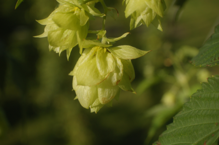 Dolden von Yakima Gold