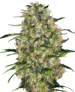 Black Domina